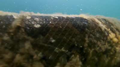 Amazing underwater shot of a anaconda