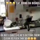 Omg!😂 can this Cat b my wife!??🤭😳