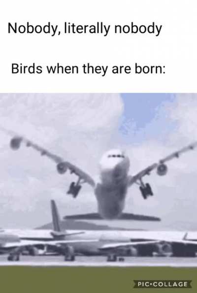The small bird is the mother and the big one is learning how to fly