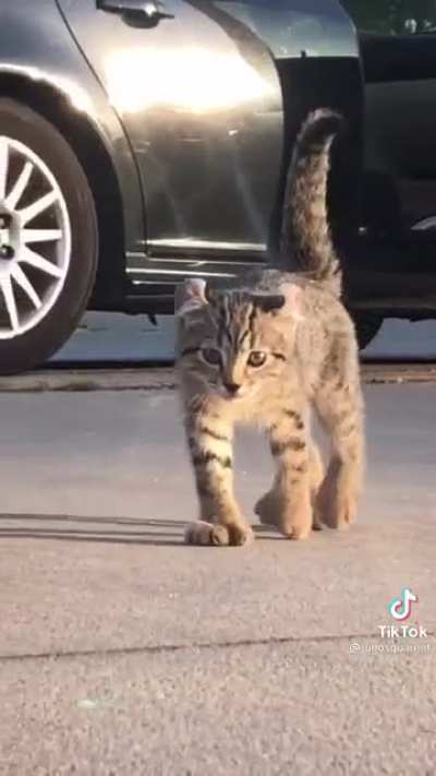 I can't over his fluffy paws ^._.^