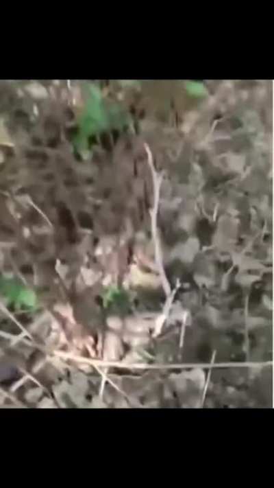 an enemy appeared