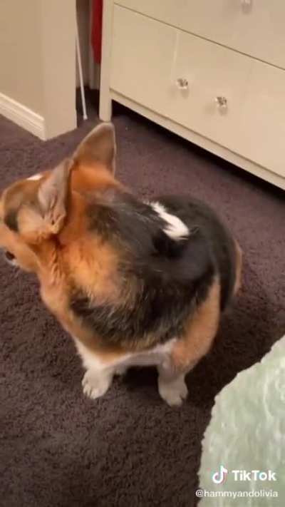 Pranking a good boi