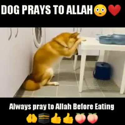 Halal Repost for remind Dog praying to Allah الله أكبر. الحمد له. هو القدير 😂😂😂😂🙏<wbr>🙏🙏🙏🙏🙏<wbr>🙏😇😇😇😇<wbr>😇😇😇😇😇<wbr>😇😇