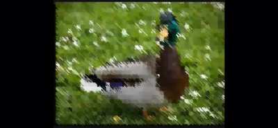 Duck :)