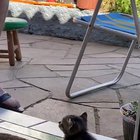 Kitty enjoying some live music in the evening.
