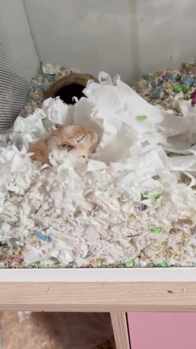 Sleepy tissue ripping 💤🧻