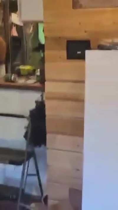 Man arrives home to find bear eating his bucket of KFC
