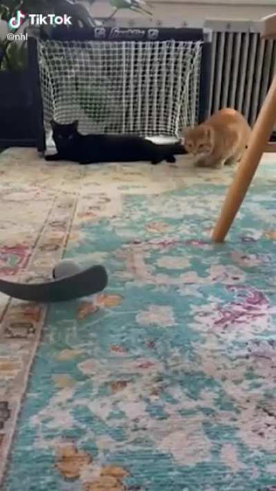 My cat made it to the NHL’s official TikTok page!