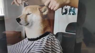 Doge getting ready for Saturday Night Live.
