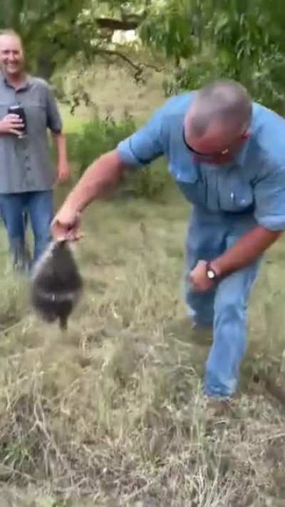 Trying to pick up a small porcupine