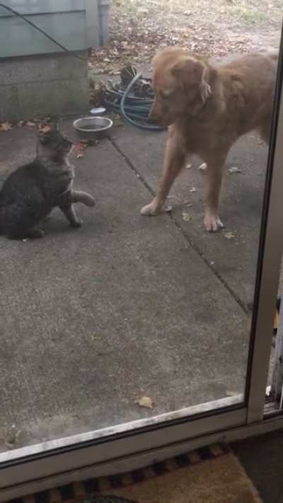 Stealing cat food