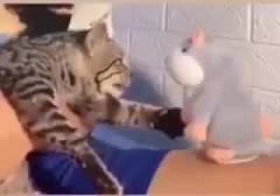 Perfectly cut meow