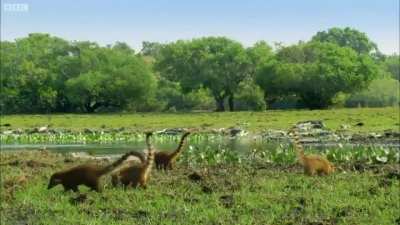 Pack of Brontosaurus babies found in the wild.