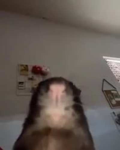Tá