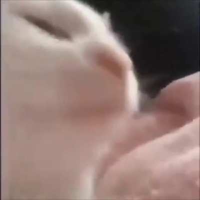 Da Funk Cat