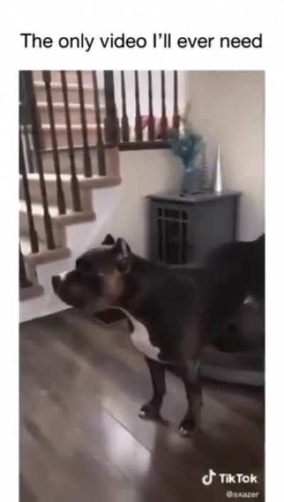 Tyson is a bad boy