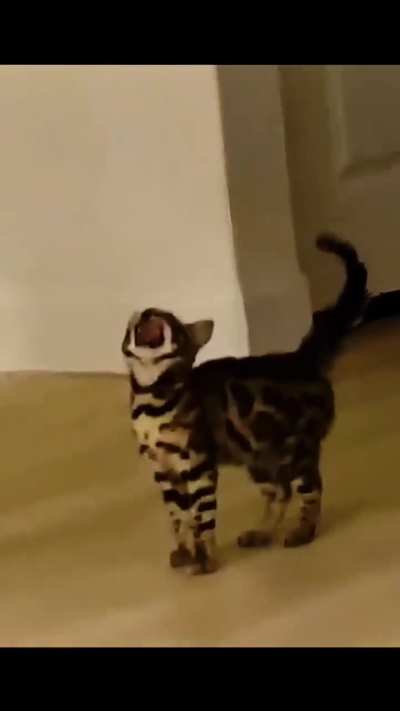 Savage wunks