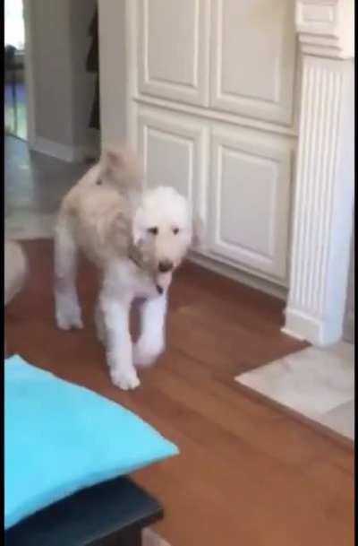 Sympathetic pupper