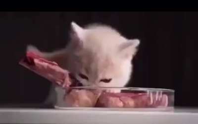 Omg kittycat X3