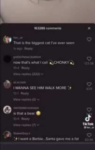 Moldy Cat