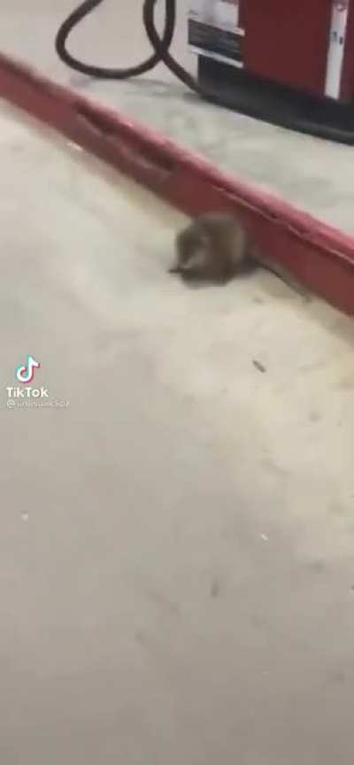 What a cute little rat