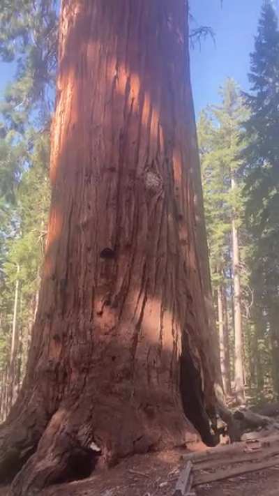 Mariposa grove Yosemite. Giant sequoias are truly a sight to see.