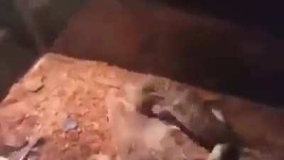 Furro morreu