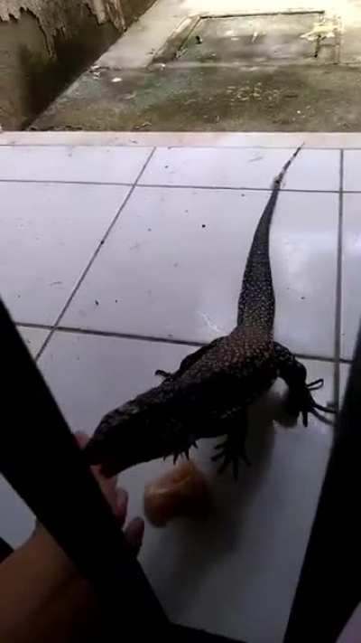to feed a carnivorous lizard chicken.