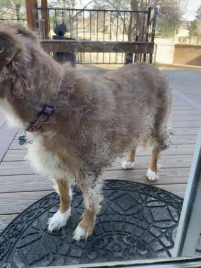 Anyone else’s dog do this…constantly?