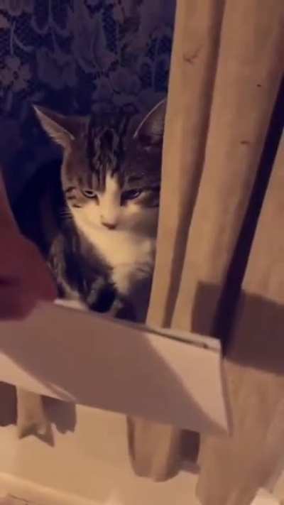 I'm Learn meow