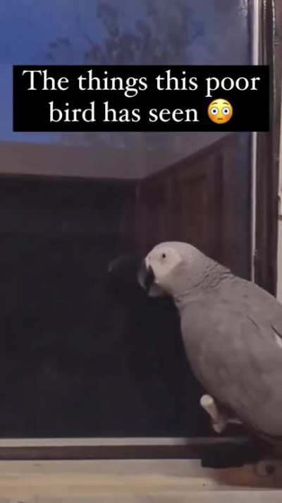 What the bird doin