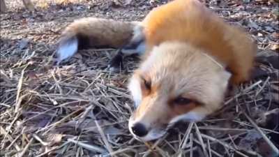 Fox Scream