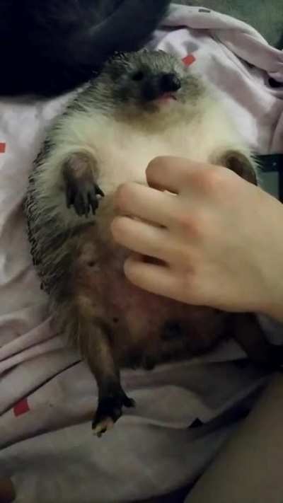 I posted it in r/hedgehog and people want that I posted here