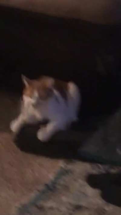 My cat getting beat up by his fish toy. Went on for quite a while and almost didn’t get a video of it because I was too busy dying of laughter. Thought some of you might enjoy.