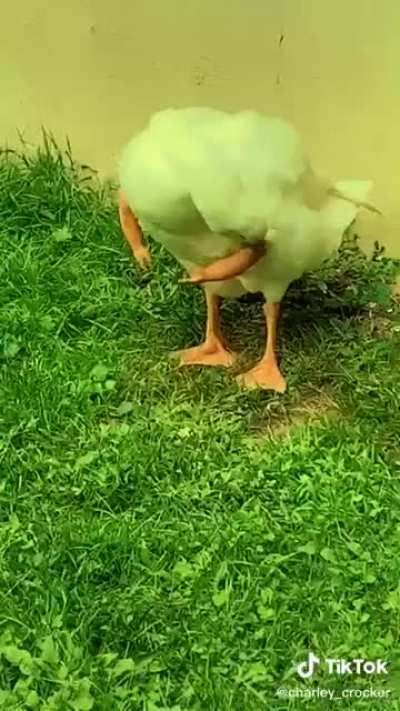 King duck