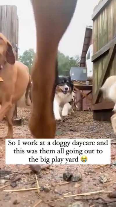 Letting the dogs out in the big yard