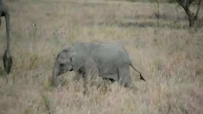 Baby elephant throwing tantrum vs Cartman's 