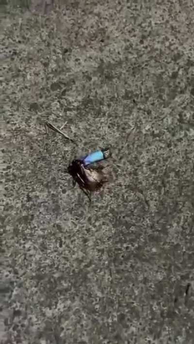 Cucaracha con su tabaquito 😎🪳🚬