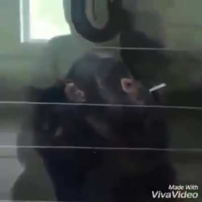 Herb Tree Monke