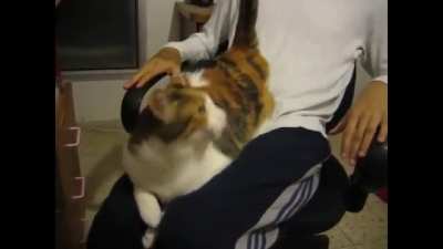 Kitty Polkka