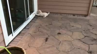 Puppy’s first zoomie.