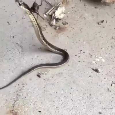 Snake hunting by Spider