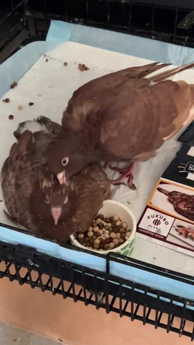 Big Brother Caring for Younger Sibling