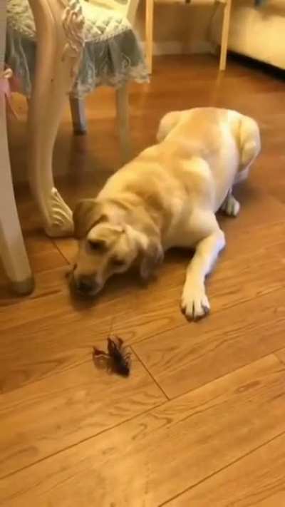 they are playing