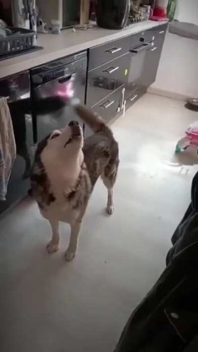 I’m VERY tempted to adopt a husky but realize they’re just doggy crybabies