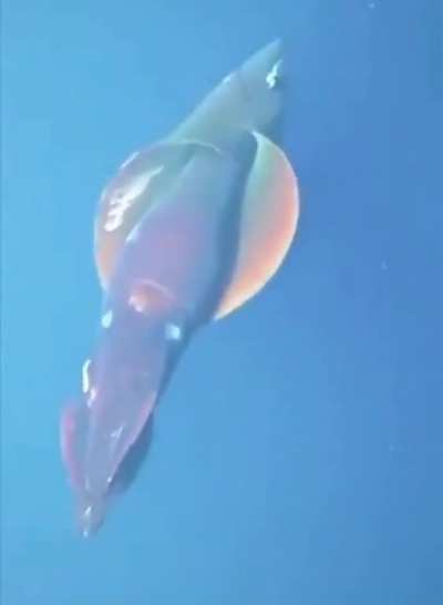 A squid with 