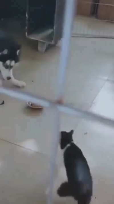 I've seen many weird cat and dog fights, and this is one of them.