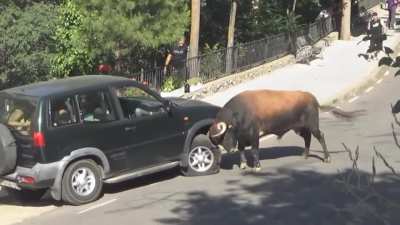 Bull vs SUV