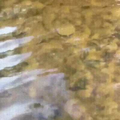 On land, the average speed of the northern spiny softshell turtle is around 3 miles/hour, however, while swimming, it can hit speeds up to 15 miles/hour. This softshell turtle's finely tapered 