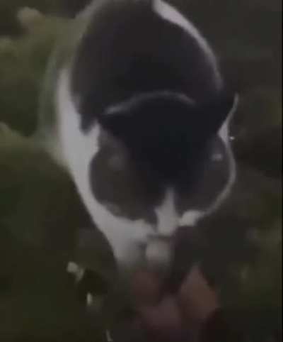 Cat.